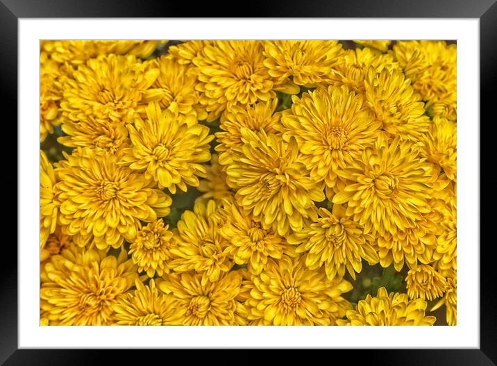 Detailed yellow daisy flowers in filled frame format Framed Mounted Print by Thomas Baker