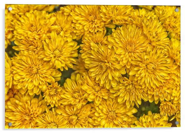 Detailed yellow daisy flowers in filled frame format Acrylic by Thomas Baker