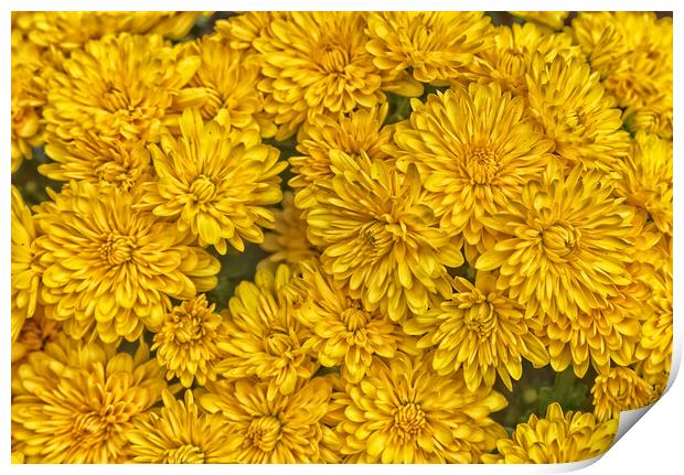 Detailed yellow daisy flowers in filled frame format Print by Thomas Baker