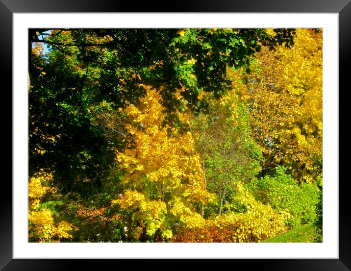 Glorious autumn trees Framed Mounted Print by Stephanie Moore