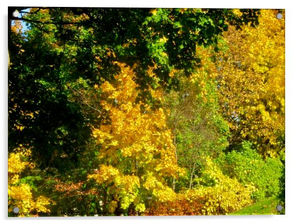 Glorious autumn trees Acrylic by Stephanie Moore