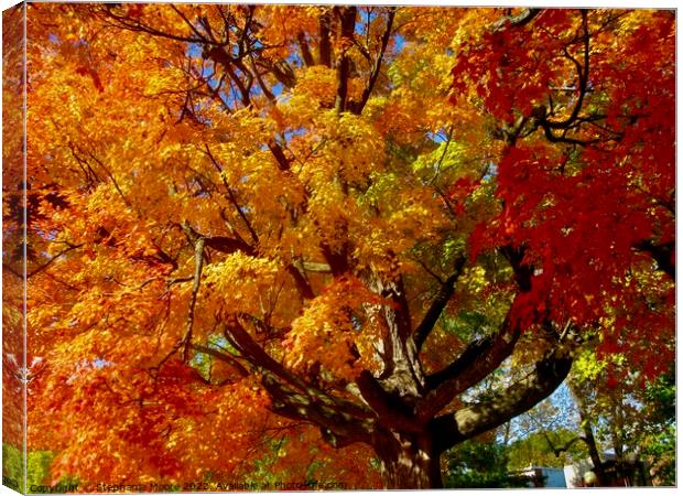 Beautiful autumn leaves Canvas Print by Stephanie Moore