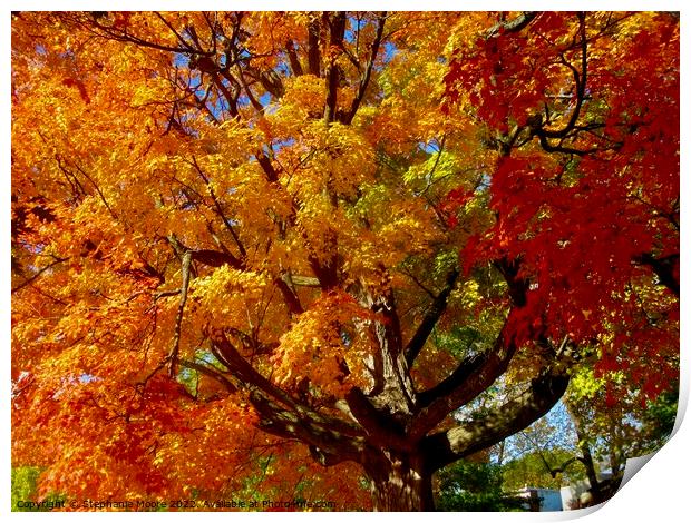 Beautiful autumn leaves Print by Stephanie Moore