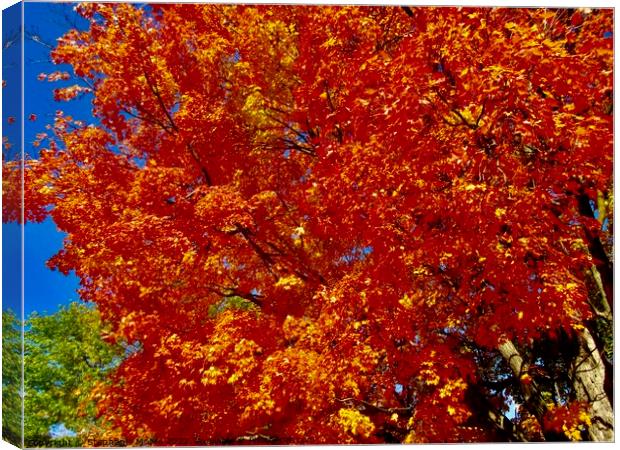 Orange Maple leaves Canvas Print by Stephanie Moore