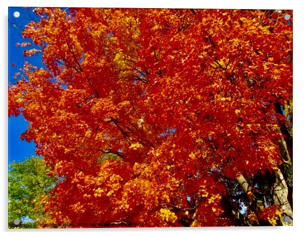 Orange Maple leaves Acrylic by Stephanie Moore