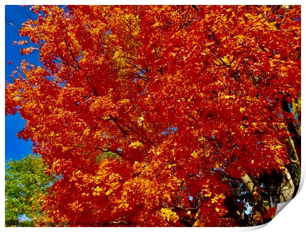 Orange Maple leaves Print by Stephanie Moore