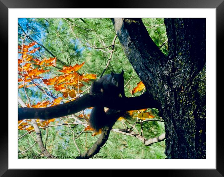 Black squirrel Framed Mounted Print by Stephanie Moore