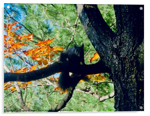 Black squirrel Acrylic by Stephanie Moore