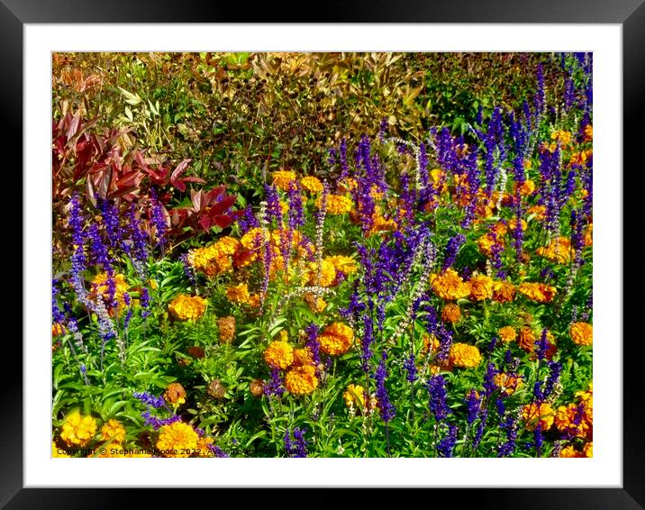 Plant Autumn Flowers Framed Mounted Print by Stephanie Moore