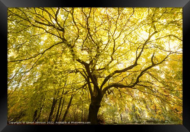 Sunlit Beech tree Framed Print by Simon Johnson