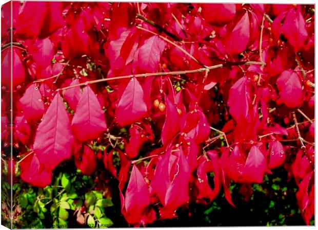 Red Sumac Leaves Canvas Print by Stephanie Moore