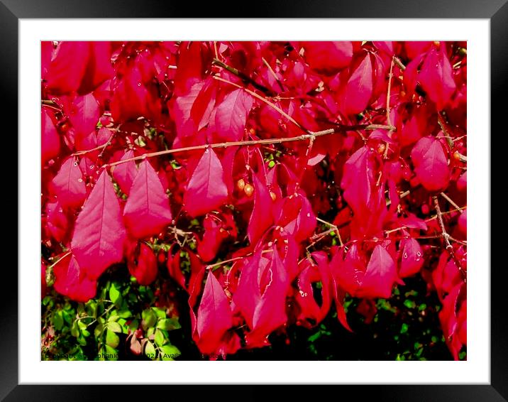 Red Sumac Leaves Framed Mounted Print by Stephanie Moore