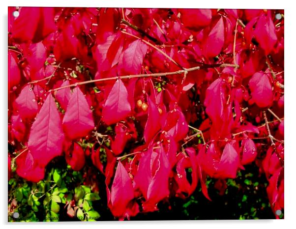 Red Sumac Leaves Acrylic by Stephanie Moore