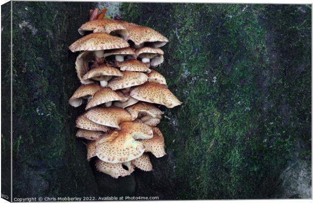 Mushrooms on tree trunk Canvas Print by Chris Mobberley