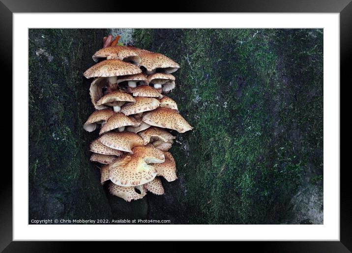 Mushrooms on tree trunk Framed Mounted Print by Chris Mobberley