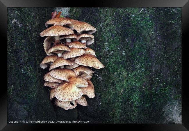 Mushrooms on tree trunk Framed Print by Chris Mobberley