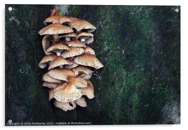 Mushrooms on tree trunk Acrylic by Chris Mobberley