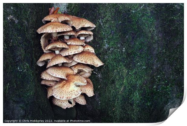 Mushrooms on tree trunk Print by Chris Mobberley