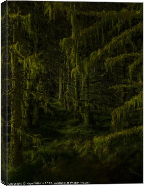 Moss covered trees at night Canvas Print by Nigel Wilkins