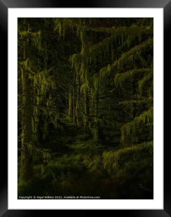 Moss covered trees at night Framed Mounted Print by Nigel Wilkins