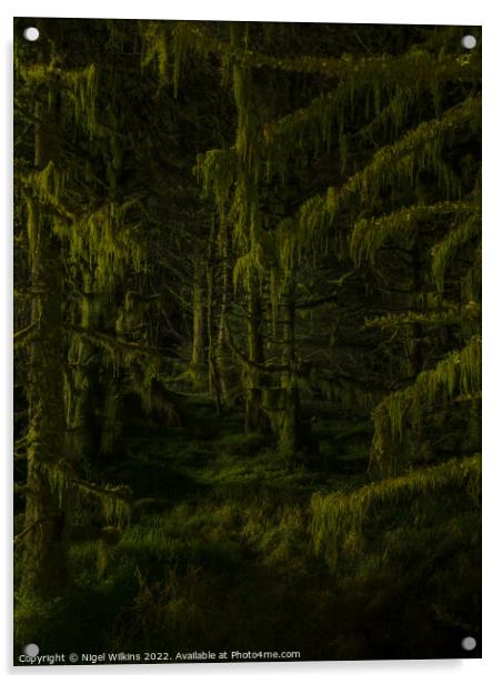 Moss covered trees at night Acrylic by Nigel Wilkins