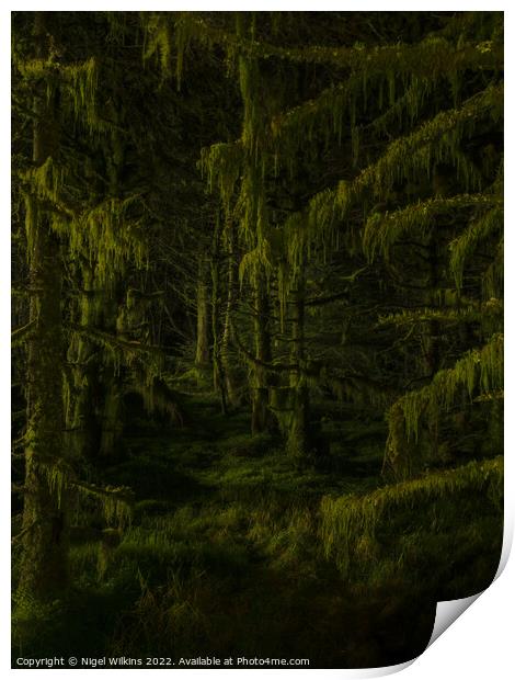 Moss covered trees at night Print by Nigel Wilkins