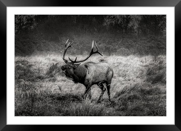 Rosevelt Elk Bugling  Framed Mounted Print by Sam Norris
