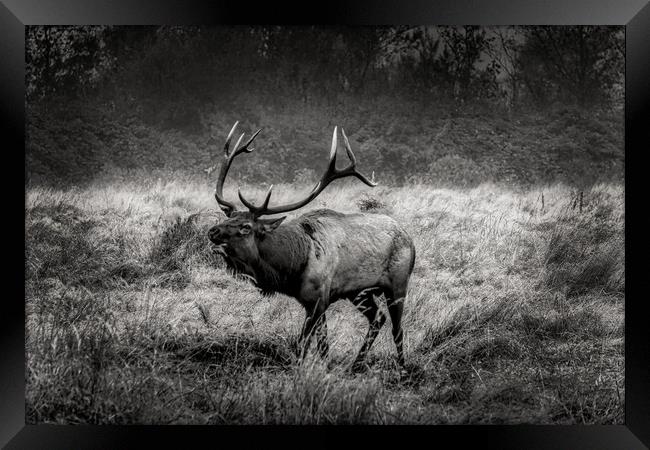 Rosevelt Elk Bugling  Framed Print by Sam Norris