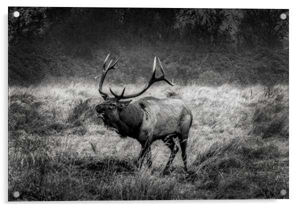 Rosevelt Elk Bugling  Acrylic by Sam Norris