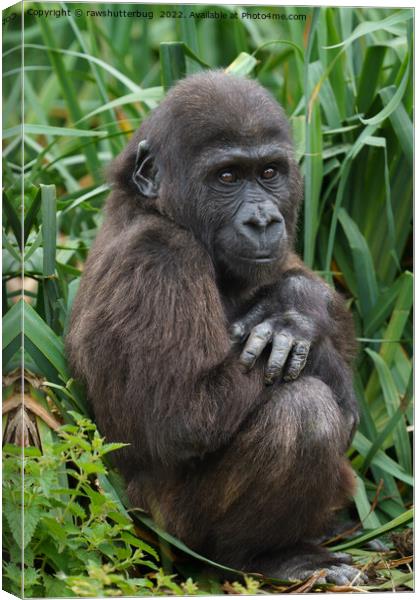 Baby Gorilla Canvas Print by rawshutterbug 