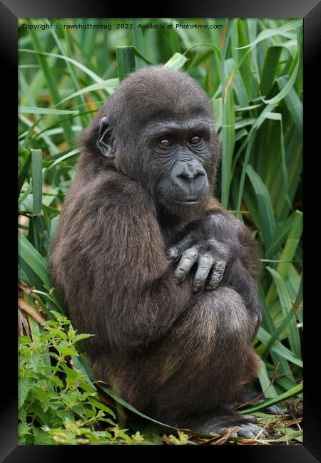 Baby Gorilla Framed Print by rawshutterbug 