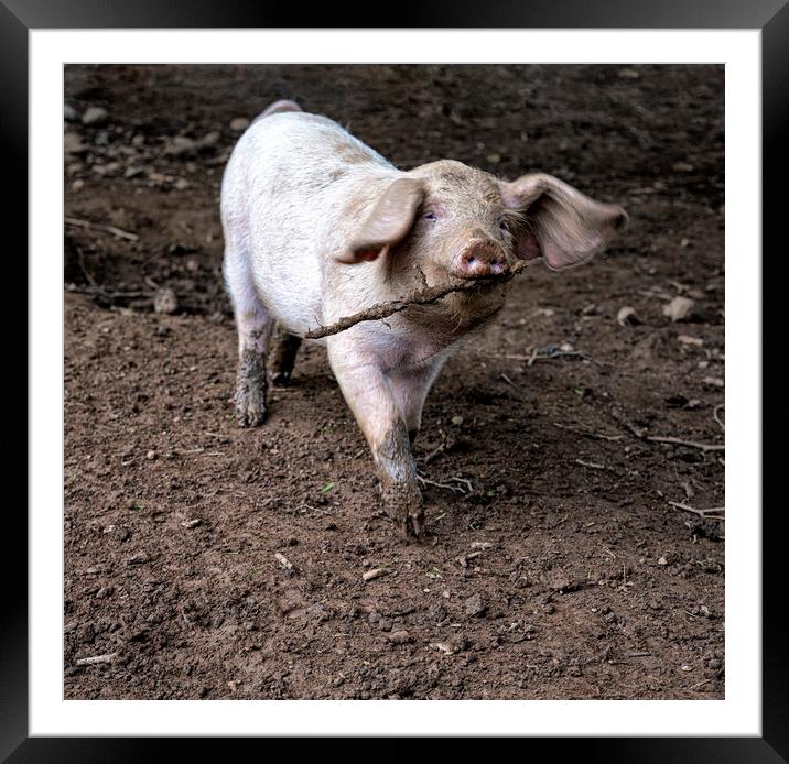 baby piglet standing in the dirt Framed Mounted Print by kathy white