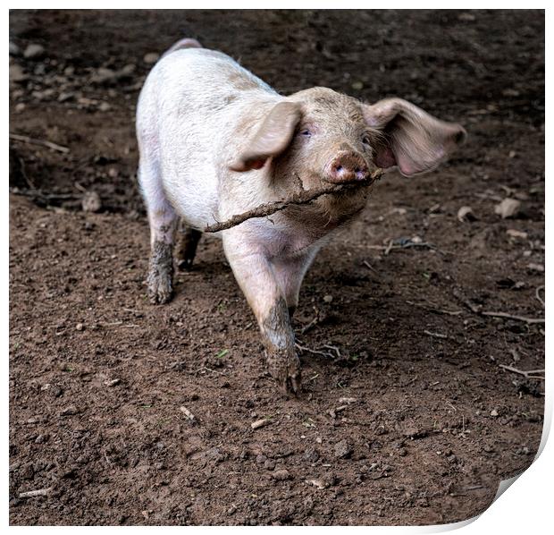 baby piglet standing in the dirt Print by kathy white