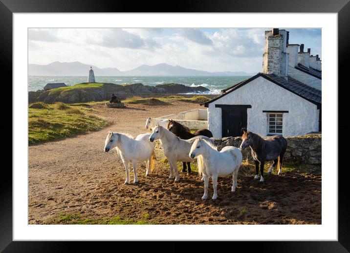 Wild Carneddau ponies at Ynys Llanddwyn Framed Mounted Print by Andrew Kearton
