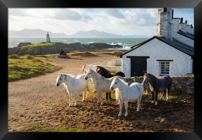 Wild Carneddau ponies at Ynys Llanddwyn Framed Print by Andrew Kearton