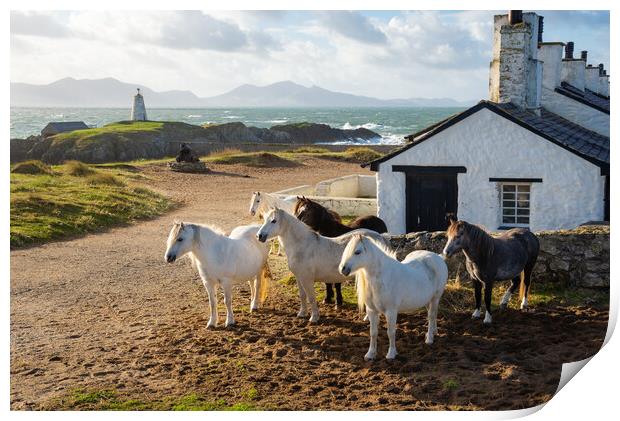 Wild Carneddau ponies at Ynys Llanddwyn Print by Andrew Kearton