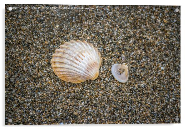 Big Shell Little Shell Acrylic by John-paul Phillippe