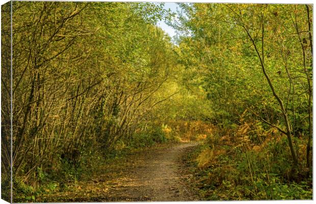 Pathway in Hensol Forest Woods in October Canvas Print by Nick Jenkins