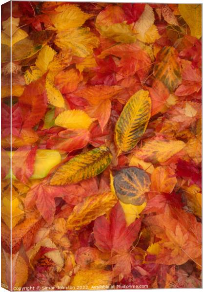 Autumnnal leaves Canvas Print by Simon Johnson