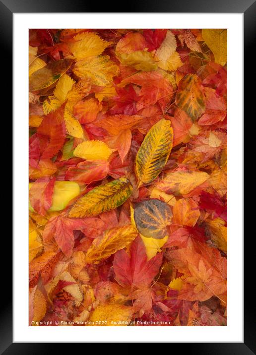 Autumnnal leaves Framed Mounted Print by Simon Johnson