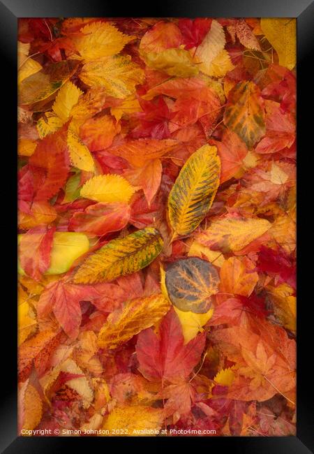 Autumnnal leaves Framed Print by Simon Johnson