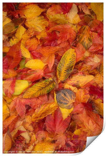 Autumnnal leaves Print by Simon Johnson