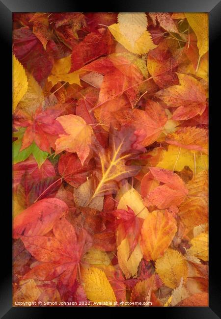 Autumn  Leaves Framed Print by Simon Johnson