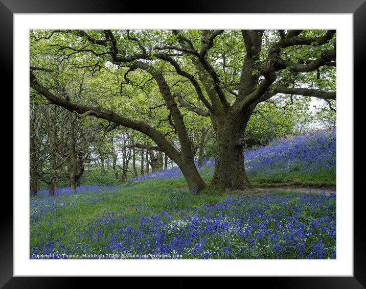 Bluebells Framed Mounted Print by Thomas Maddison