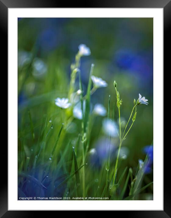 Plant flower Framed Mounted Print by Thomas Maddison