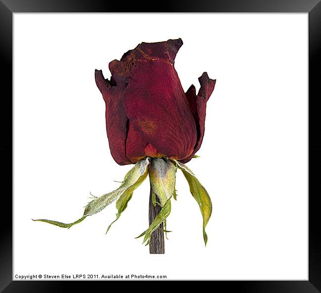 Dead Red Rose Framed Print by Steven Else ARPS