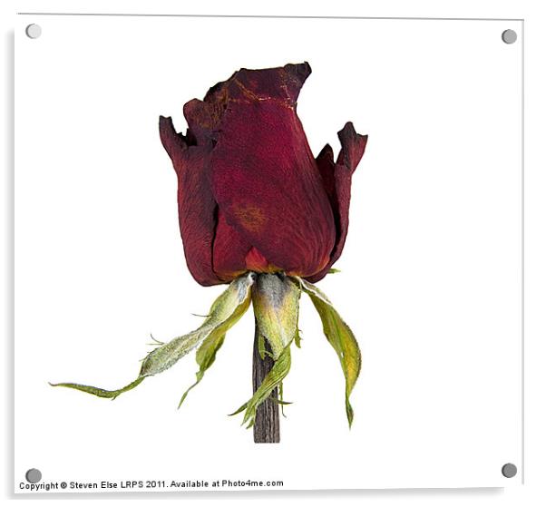 Dead Red Rose Acrylic by Steven Else ARPS