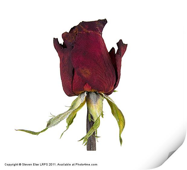 Dead Red Rose Print by Steven Else ARPS