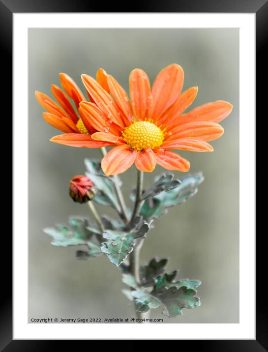 Chrysanthemum flower Framed Mounted Print by Jeremy Sage