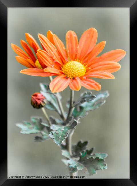 Chrysanthemum flower Framed Print by Jeremy Sage